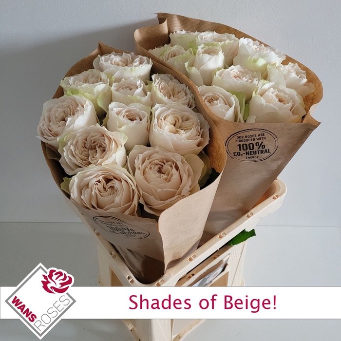 <h4>Rs gr Shade of Beige!</h4>