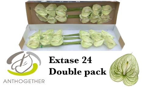 <h4>ANTH A EXTASE 24 Double Pack</h4>