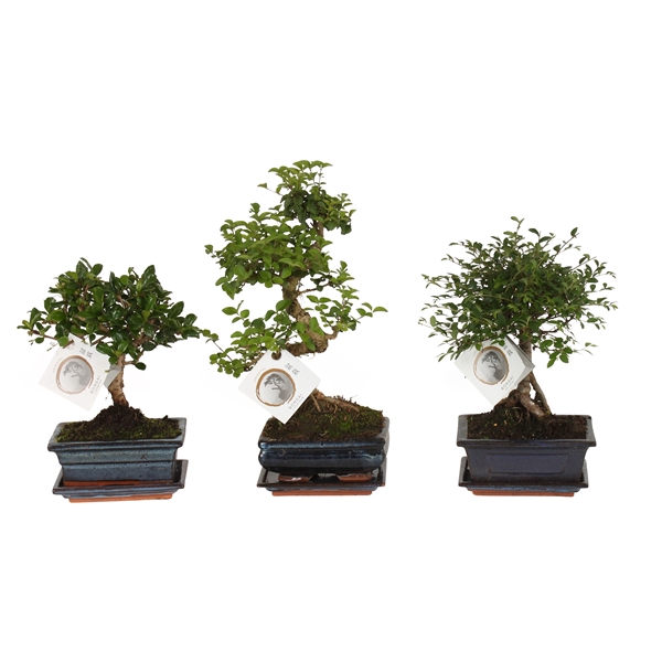 <h4>Bonsai Mixed in ø15cm Ceramic Ball/S-Shape with Saucer</h4>