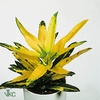 Codiaeum variegatum kleinbladig 'Sunny Star' 12Ø 30cm
