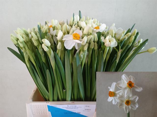 <h4>Narcissus sp geranium</h4>