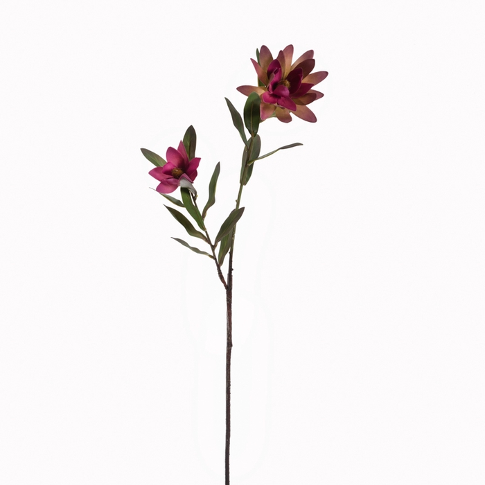<h4>Af Protea Vert L75cm Fuchsia</h4>