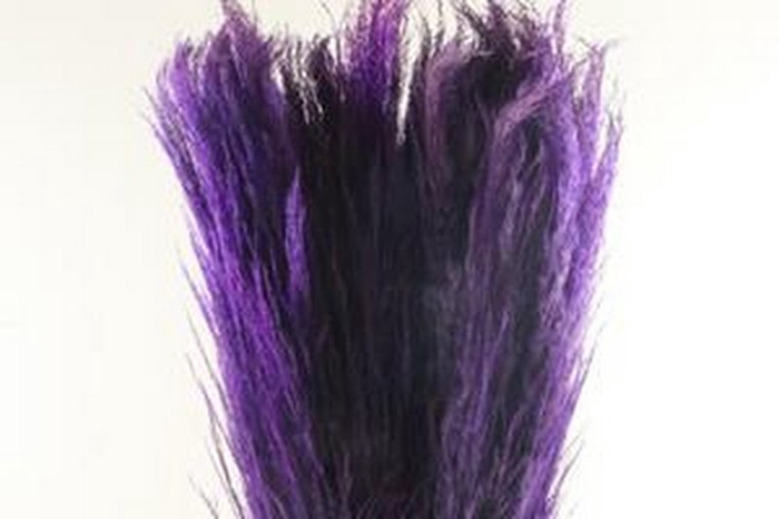 Cortaderia Purple