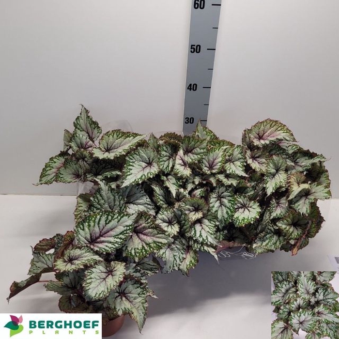 <h4>Begonia blad. (Rex Grp) Beleaf Asia</h4>