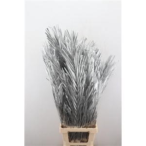 DRIED PALM LEAVES ZILVER 5PC PB