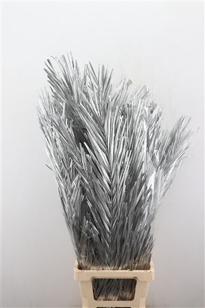 DRIED PALM LEAVES ZILVER 5PC PB