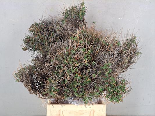 <h4>Euphorbia Spinosa 350g</h4>