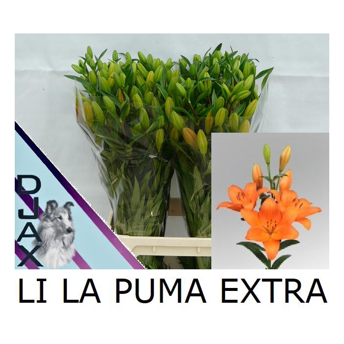<h4>Li La Puma</h4>