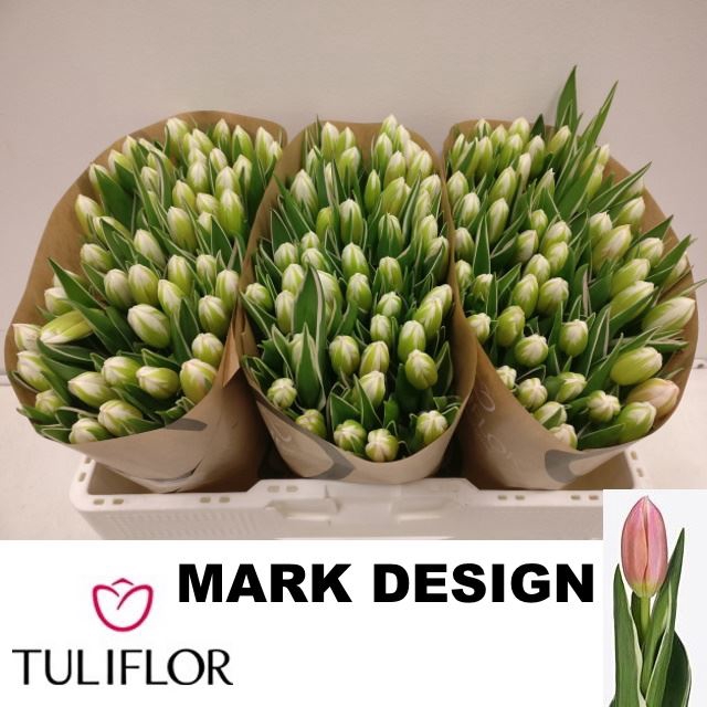 <h4>Tu enk Mark Design</h4>