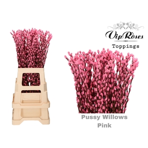 SALIX PUSSY WILLOW PINK