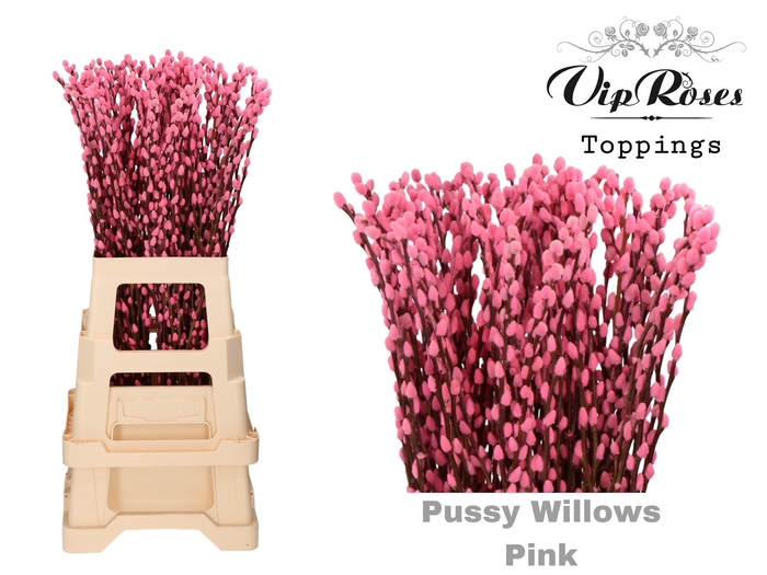 <h4>Salix Pussy Willow Pink</h4>
