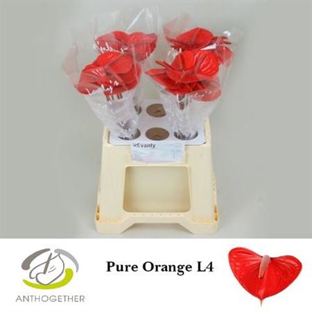 <h4>Anth A Pure Orange 40cm</h4>