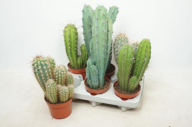 Cactus mix 12Ø 35cm