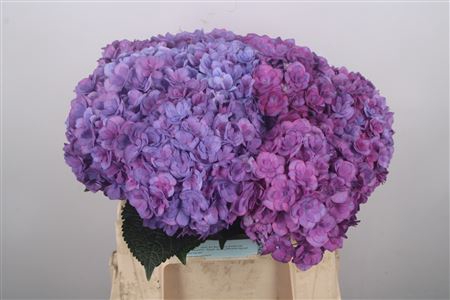 Hydr M Royal Anastacia Purple