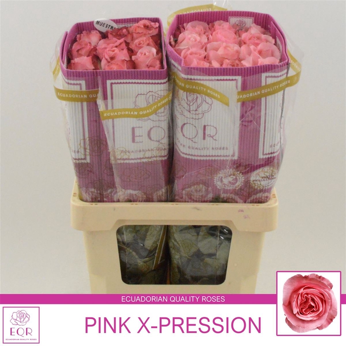 <h4>Rosa gr Pink X-pression</h4>