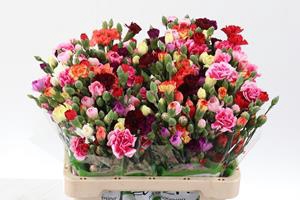 <h4>Dianthus sp rainbow</h4>
