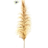 Pampas grass ± 175cm p/pc in poly natural