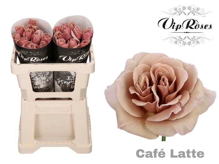 <h4>Rs gr Café Latte</h4>