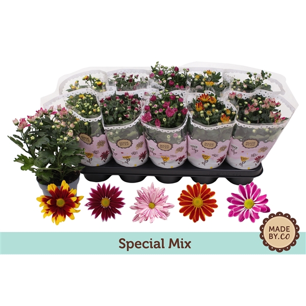<h4>Chrysant Special Mix</h4>