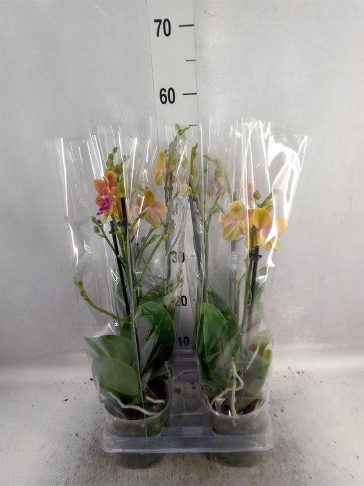 <h4>Phalaenopsis multi. 'Ant Bolgheri'</h4>