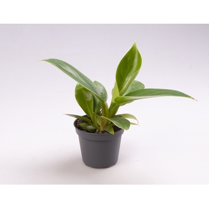 Philodendron Imperial Green 6Ø 15cm