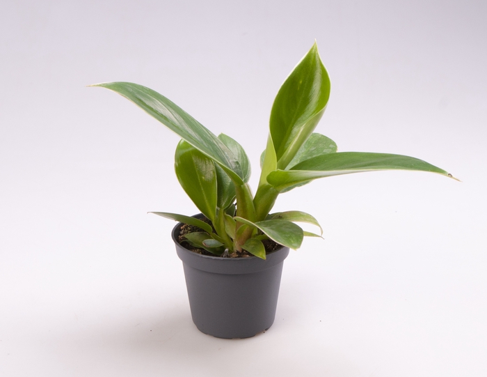 Philodendron Imperial Green 6Ø 15cm