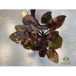 Philodendron Red Congo 35Ø 120cm