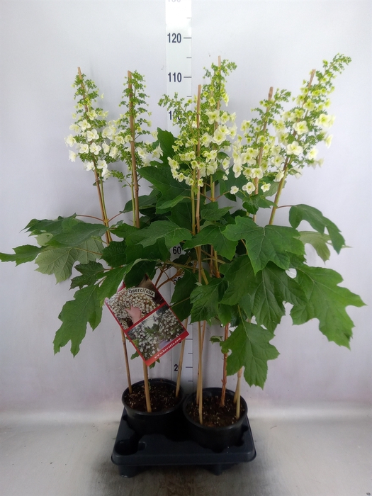 <h4>Hydrangea quercifolia</h4>