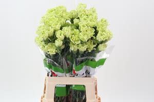 <h4>Dianthus st emerald green</h4>