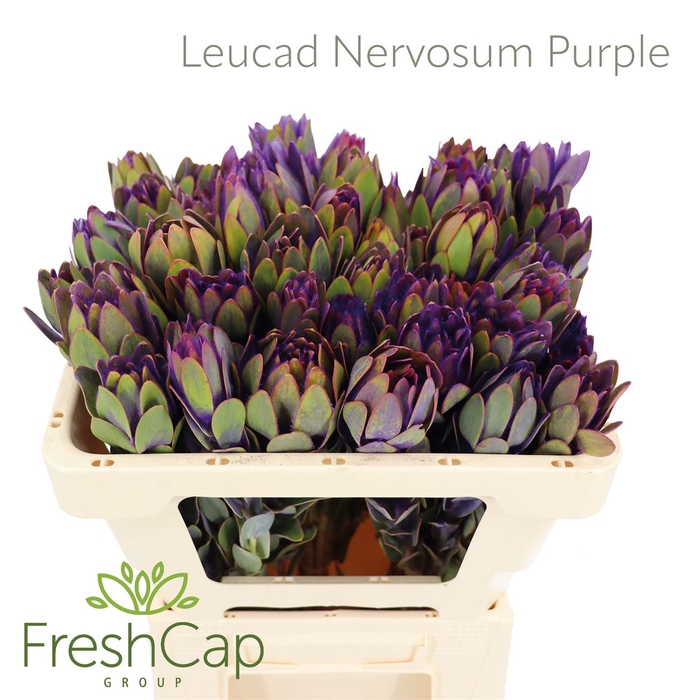 <h4>Leucad Nervosum Purple</h4>