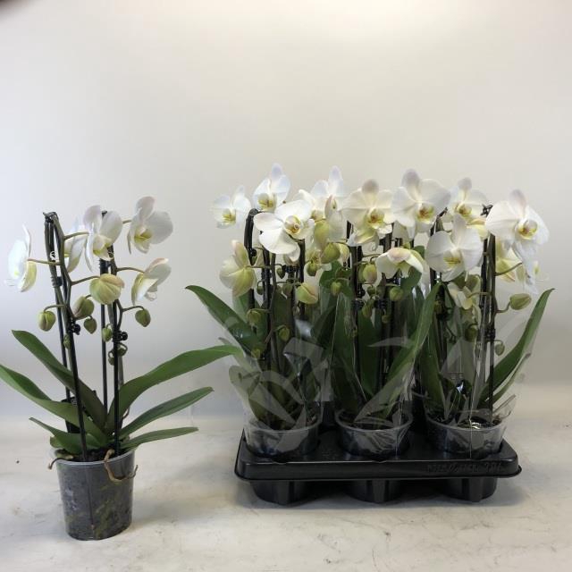 Phalaenopsis Elegans Cascade Biały 12Ø 45cm 2 pędy 14+ kwiatów