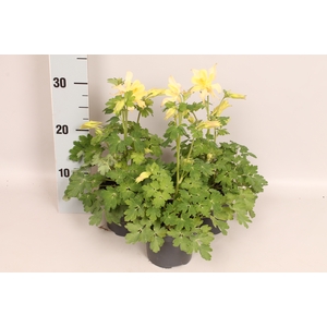 vaste planten 12 cm Aquilegia Yellow