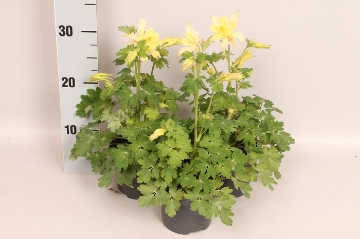 vaste planten 12 cm Aquilegia Yellow