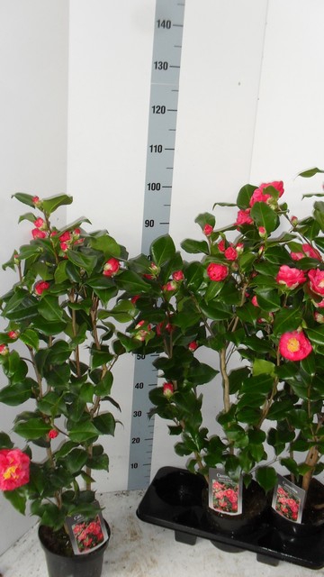 Camellia Japonica Dr. King 19Ø 90cm 15fl