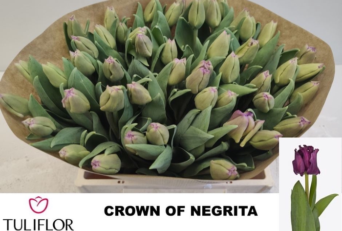 <h4>Tu enk Crown of Negrita</h4>