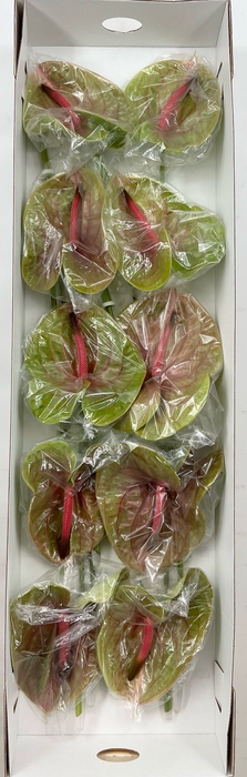 Anthurium Pistache (price x box) 10/12 st