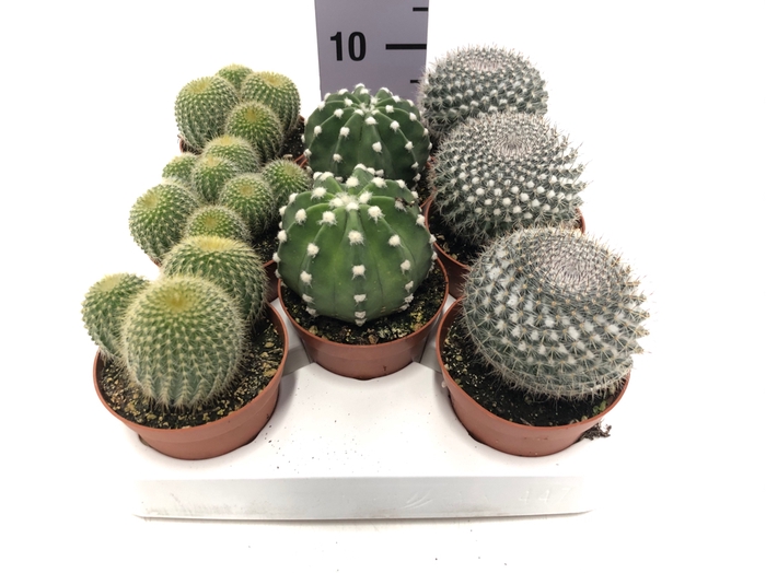 Cactus mix 8,5Ø 5cm