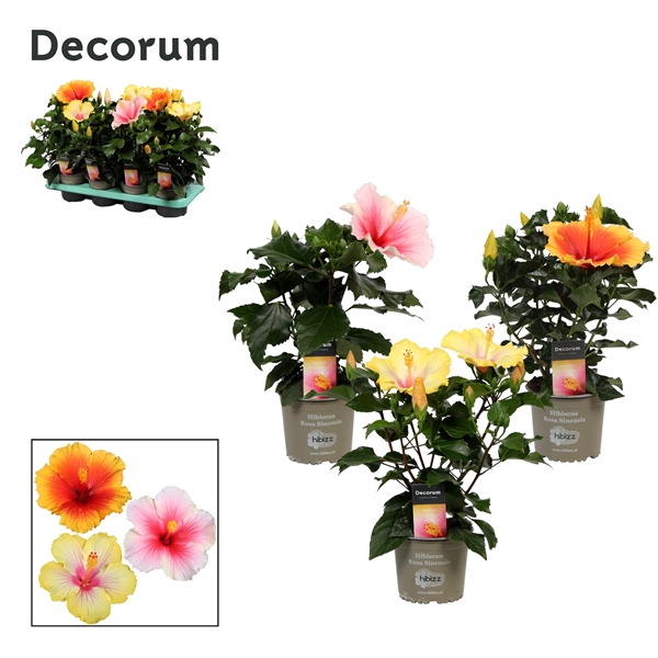 <h4>Decorum Hibiscus Tutti Frutti mix 13cm</h4>