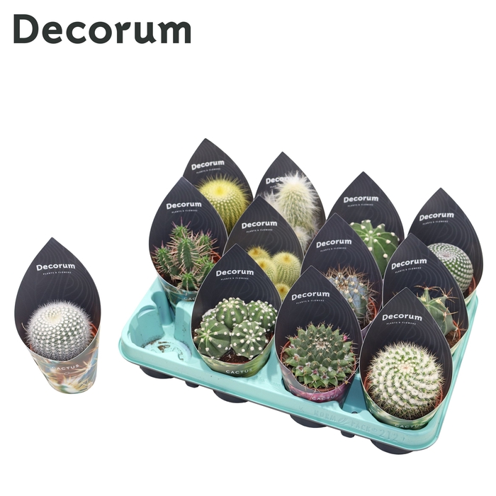 <h4>Cactus Mix (12spc.) (decorum) Decorum Potcover</h4>
