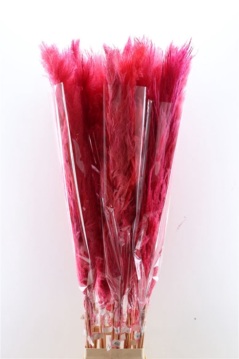 <h4>Dried Cortaderia Dadang Dark Pink 140cm P Stem</h4>