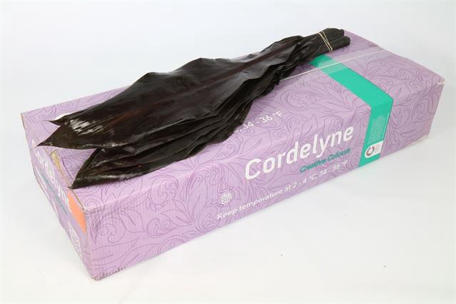 Leaf cordyline black tie