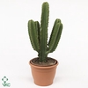 art.217 Euphorbia ingens 17 cm