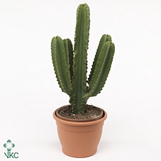 art.1830I Euphorbia ingens 24 cm