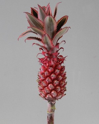 <h4>Ananas middle</h4>