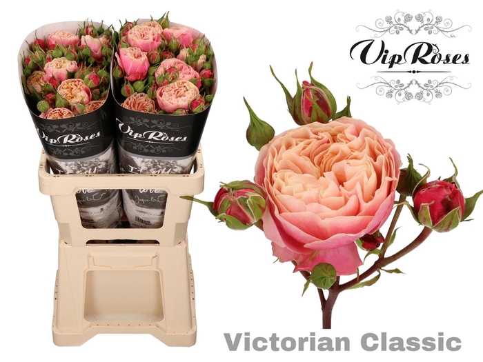 <h4>Rs tr Victorian Classic@</h4>