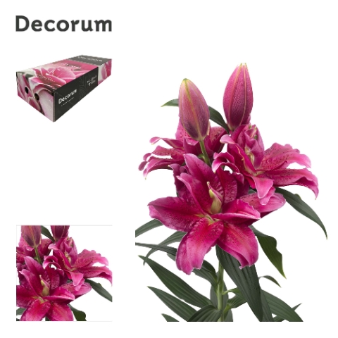 <h4>Lilium or dbl roselily dalinda</h4>