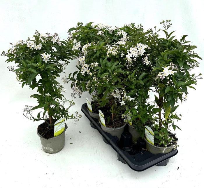 <h4>Solanum Jasminoides</h4>