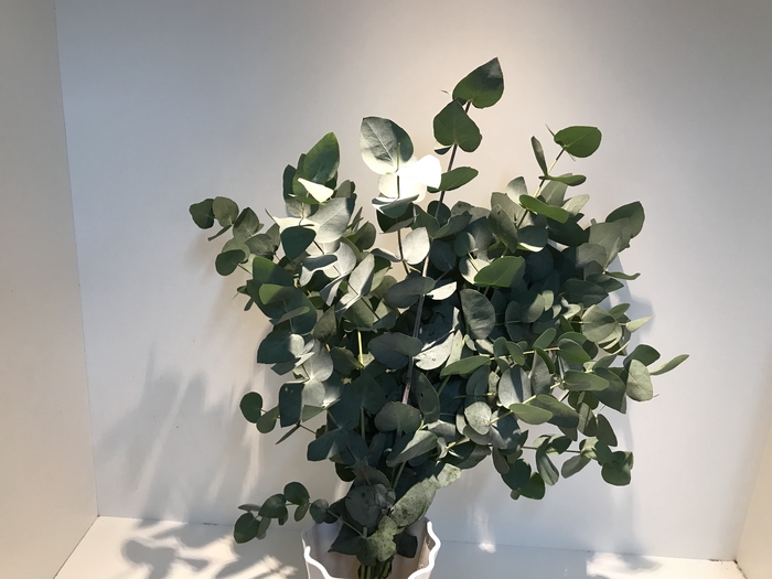 Greens - Eucalyptus cinerea