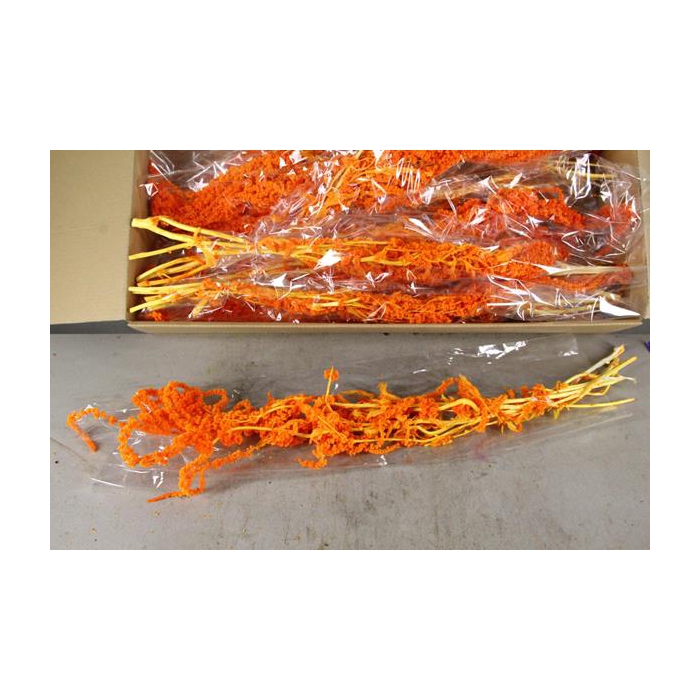 <h4>Pf Amaranthus Hang Orange Bs</h4>