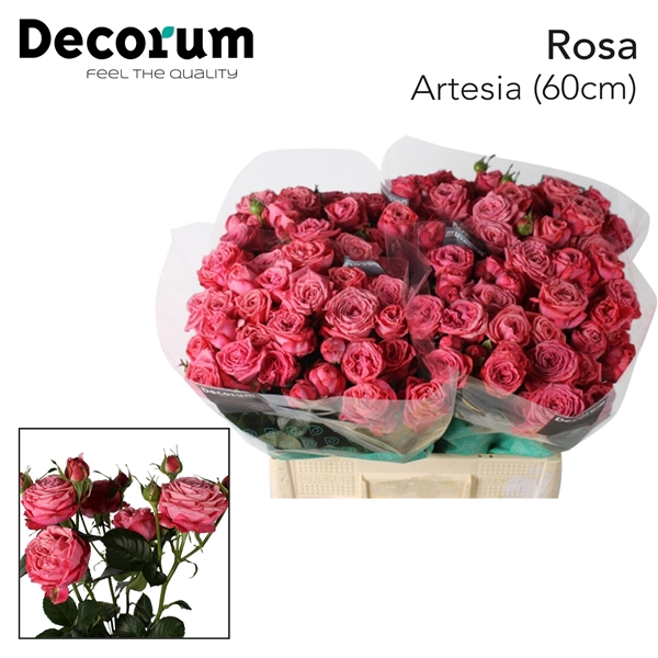<h4>Rosa sp artesia</h4>